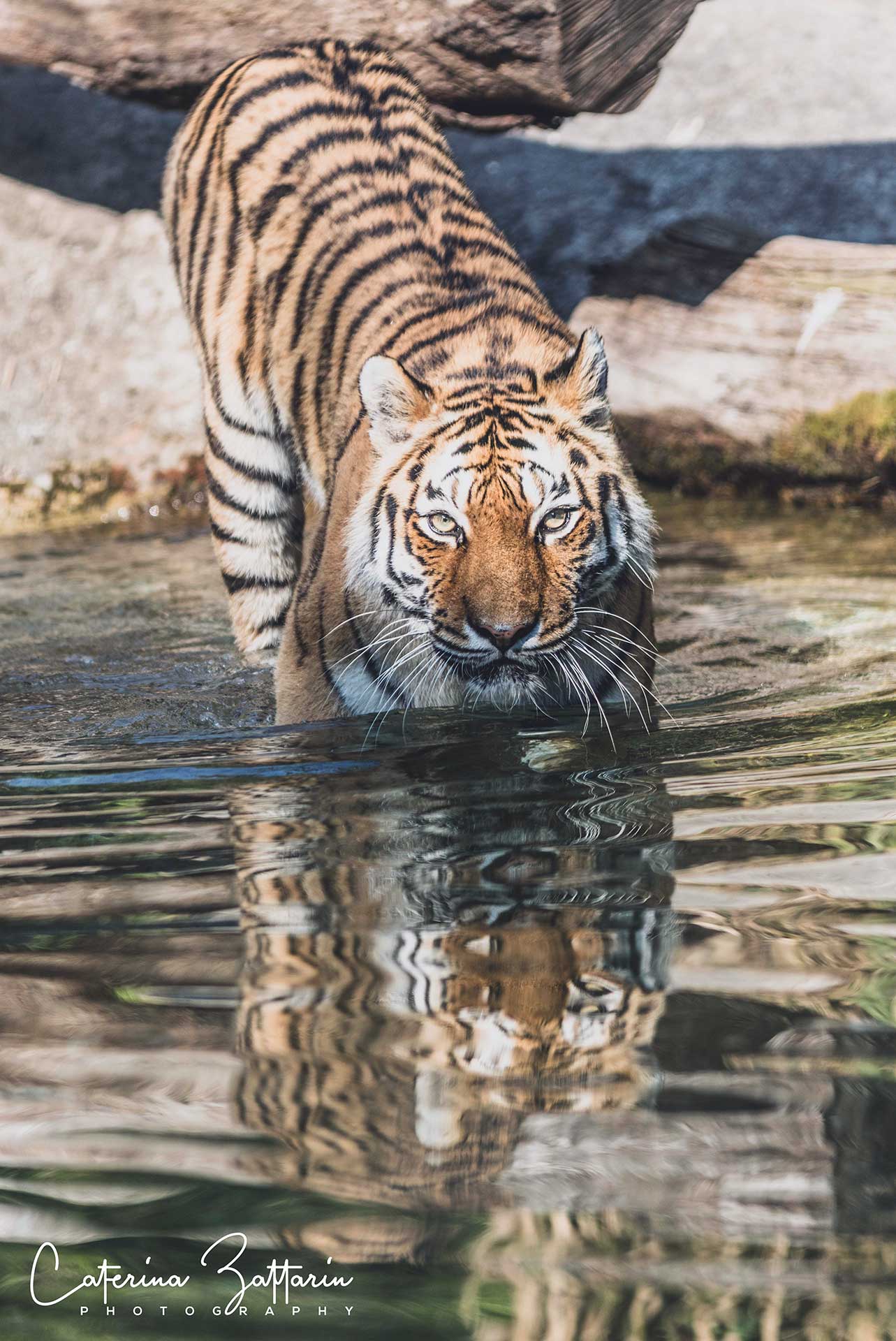 tigre - parco natura viva - Caterina Zattarin Portfolio