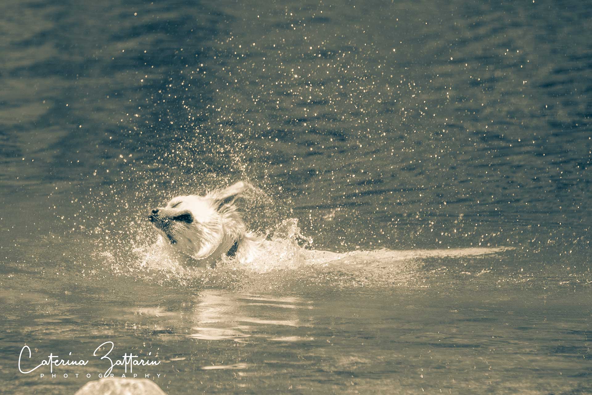 cane - Caterina Zattarin Portfolio
