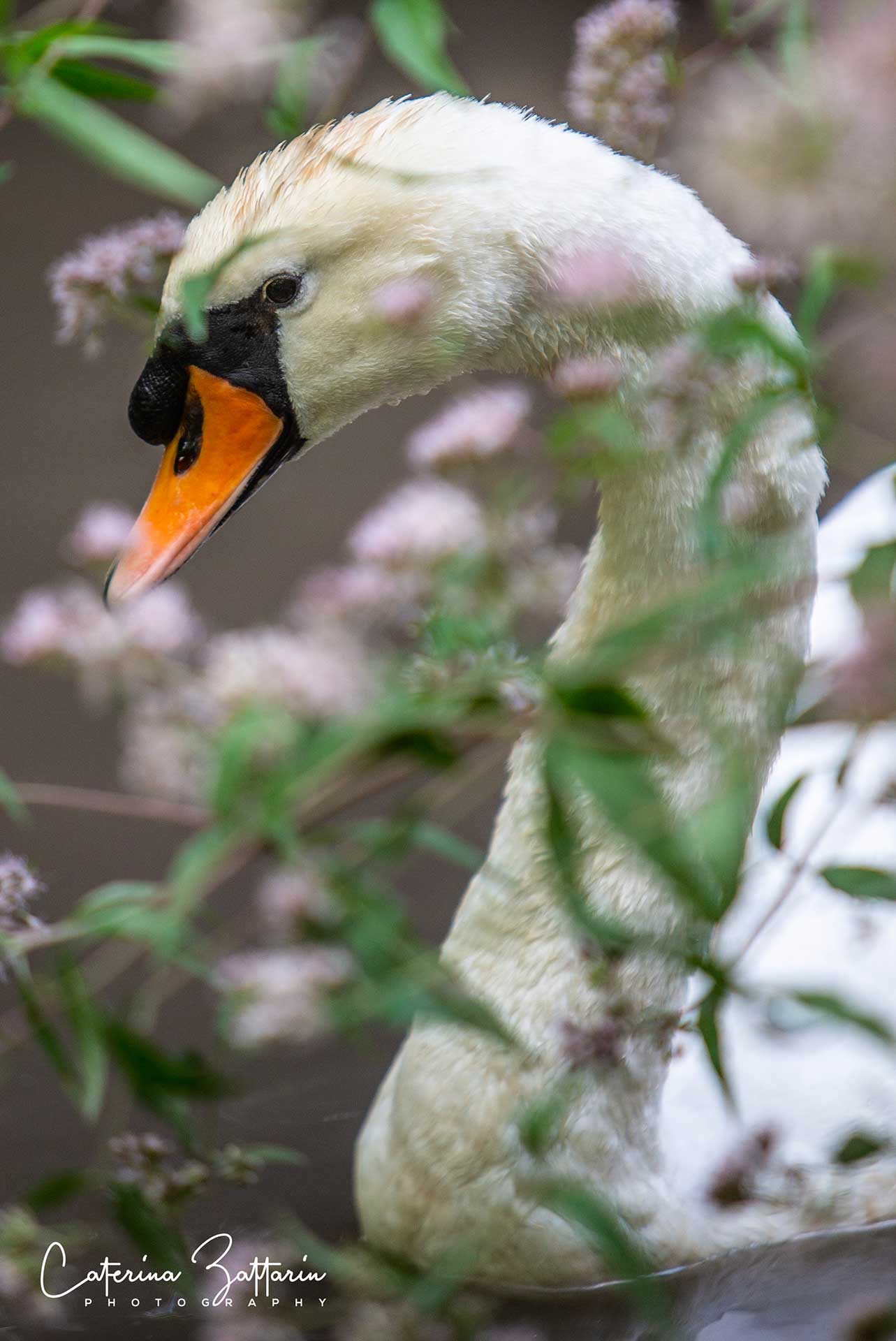 cigno - parco natura viva - Caterina Zattarin Portfolio