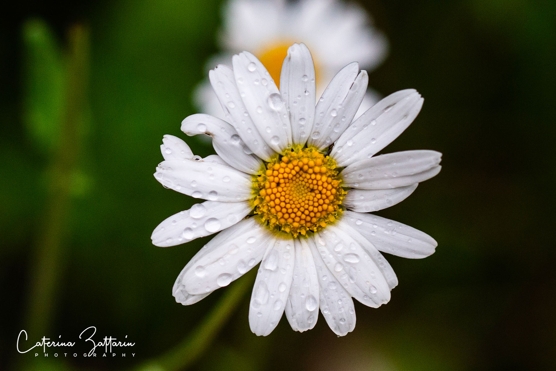 margherita - Daisy - Caterina Zattarin Portfolio