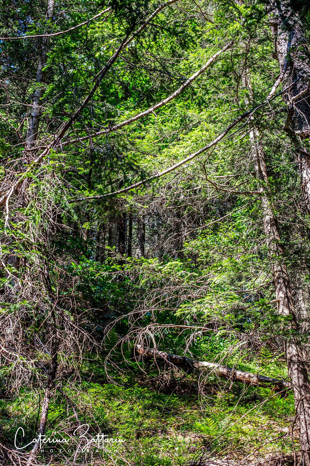alberi - trees - Caterina Zattarin Portfolio