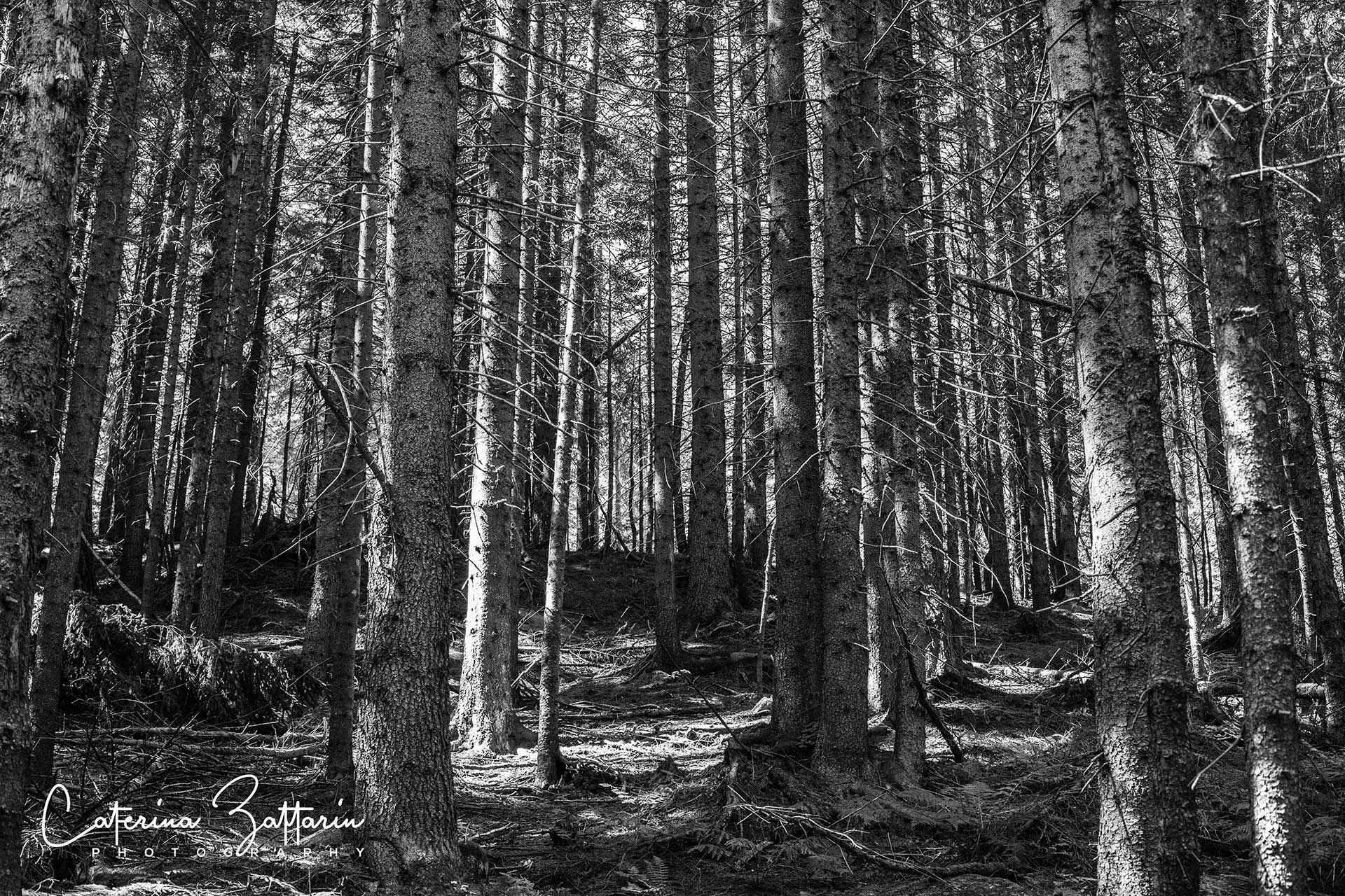 alberi - trees - Caterina Zattarin Portfolio
