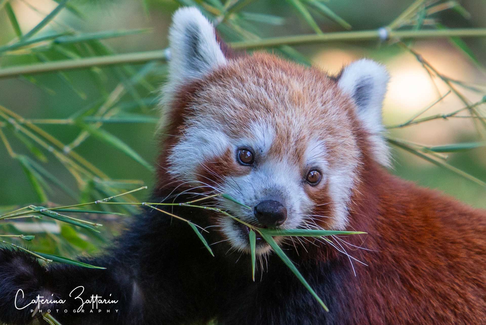 panda rosso - parco natura viva - Caterina Zattarin Portfolio