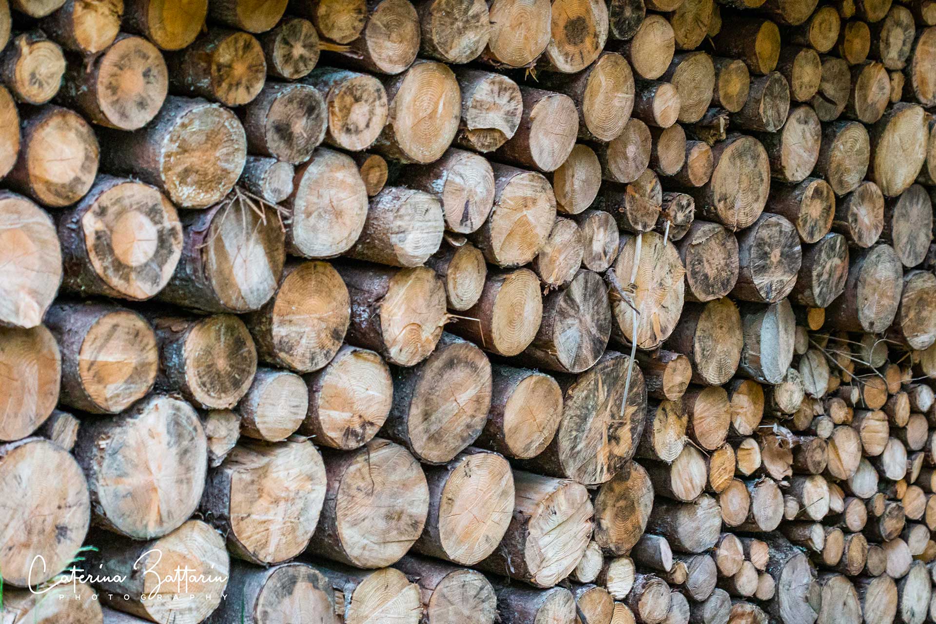 Tronchi - trunks - Caterina Zattarin Portfolio